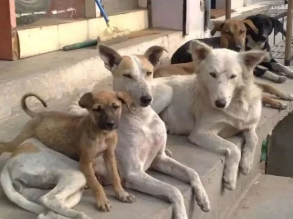 دہلی کی سڑکوں پر آوارہ کتوں کا راج، بھارتی سپریم کورٹ نے سخت حکم جاری کردیا