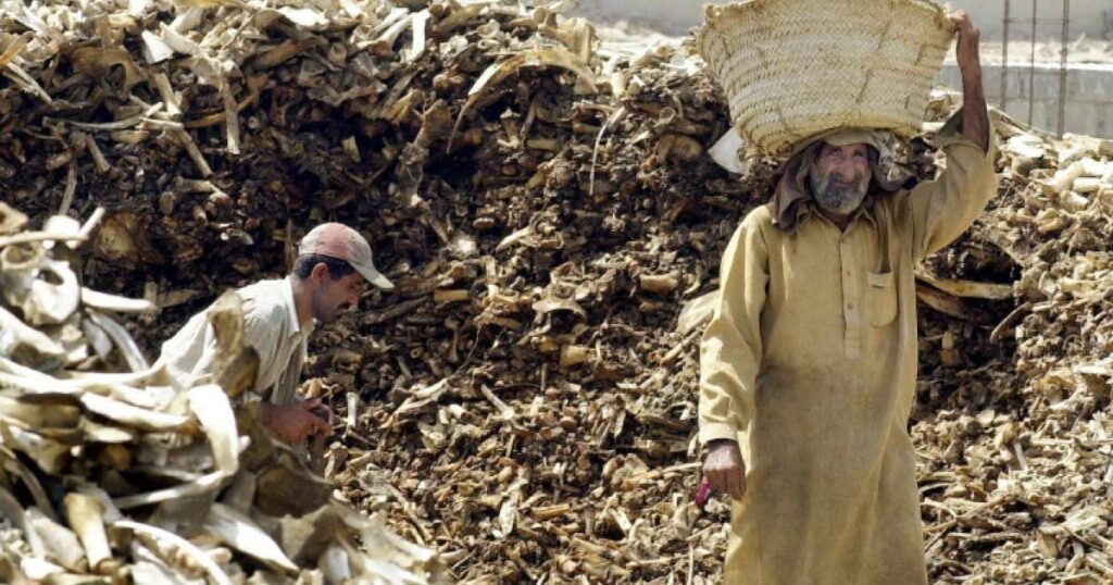 پشاور: ہڈیوں کے گوداموں پر چھاپہ، یہ ہڈیاں کہاں استعمال ہوتی ہیں؟