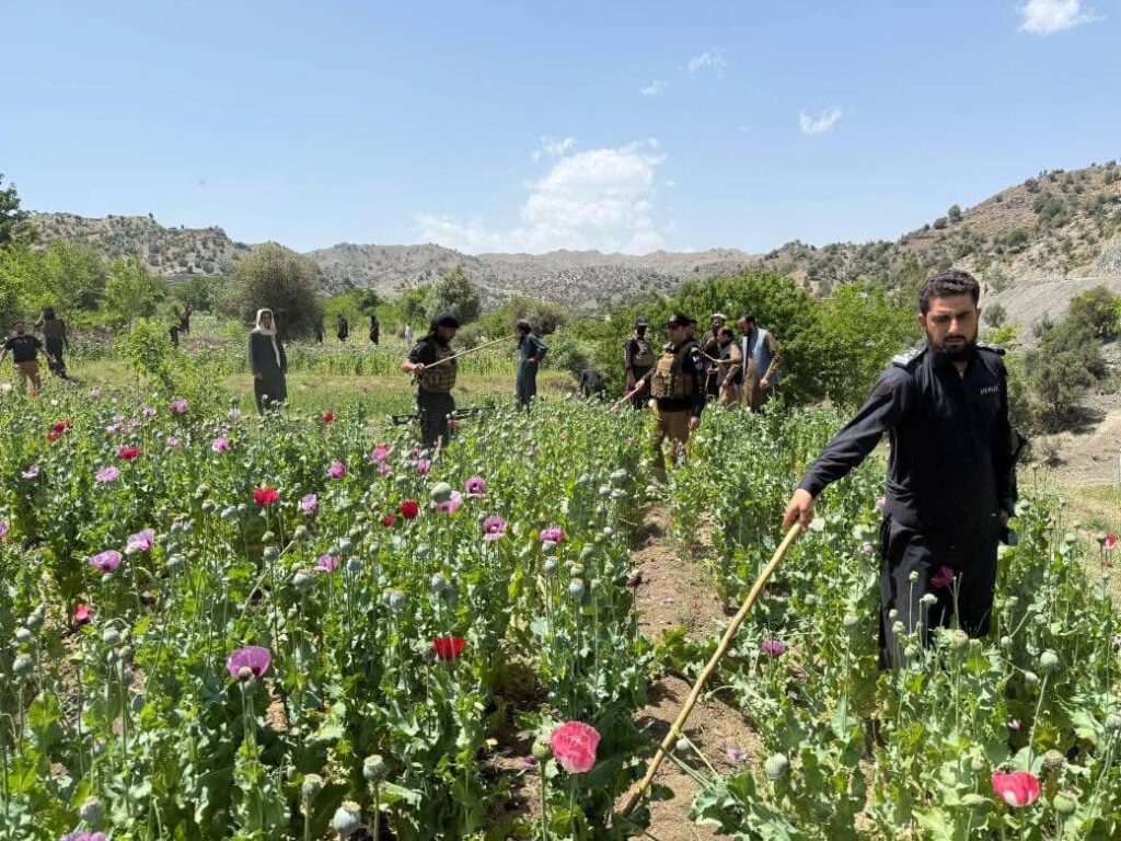 خیبر پختونخوا: بھنگ کی کاشت کی لائسنس فیس میں کمی کا مقصد کیا؟