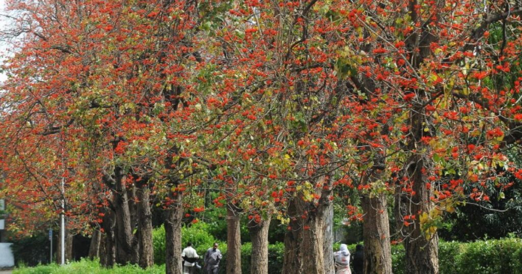 عدالت نے اسلام آباد انتظامیہ کو درخت کاٹنے سے روک دیا